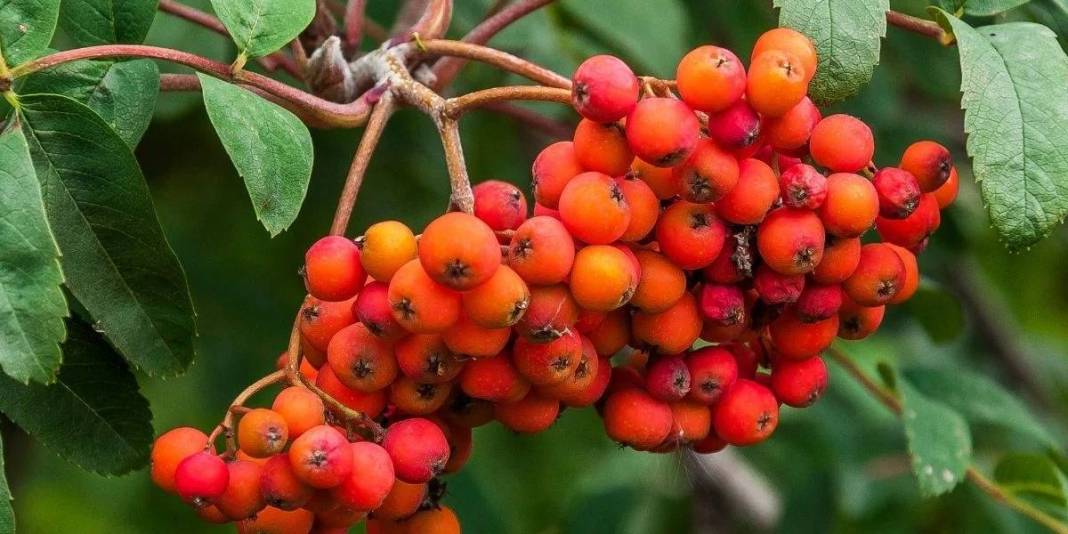 Tüm Dünya için çok önemli ama sadece Türkiye’de yetişiyor! Hem vitamin hem mineral deposu: Altın kadar değerli bir besin 6